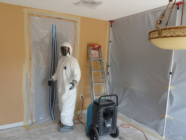 mold removal sandton